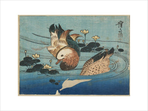 Mandarin ducks on a pond among dark plants and yellow flowers