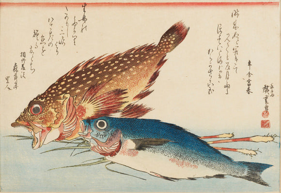 John Dory & Carp.
