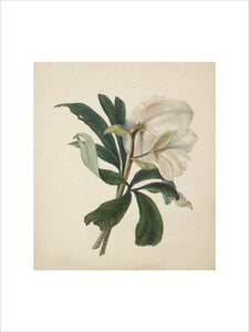 Study of Christmas Rose