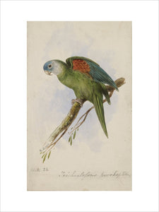 Trichoglossus Pyrrhopterus (Orange-winged Lorikeet), 1836