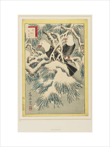 Two birds on snow-covered pine branches