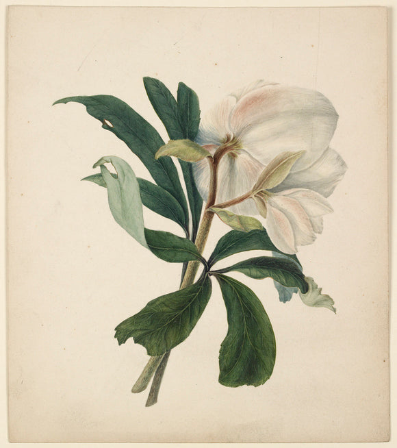 Study of a Christmas Rose