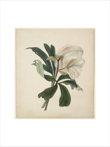Study of a Christmas Rose