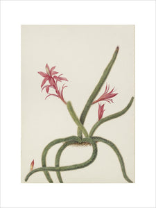 Study of Christmas Cactus