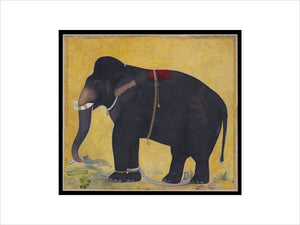 Young elephant eating
