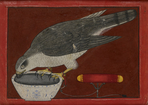 A goshawk drinking