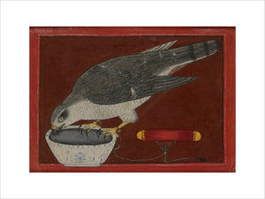 A goshawk drinking