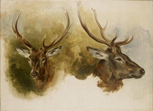 Two Studies of a Stag's Head, oil on canvas