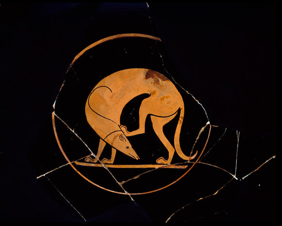 Attic red-figure cup depicting a dog scratching his ear with a hindleg in the inside tondo
