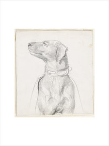 Recto: Study of a Dog