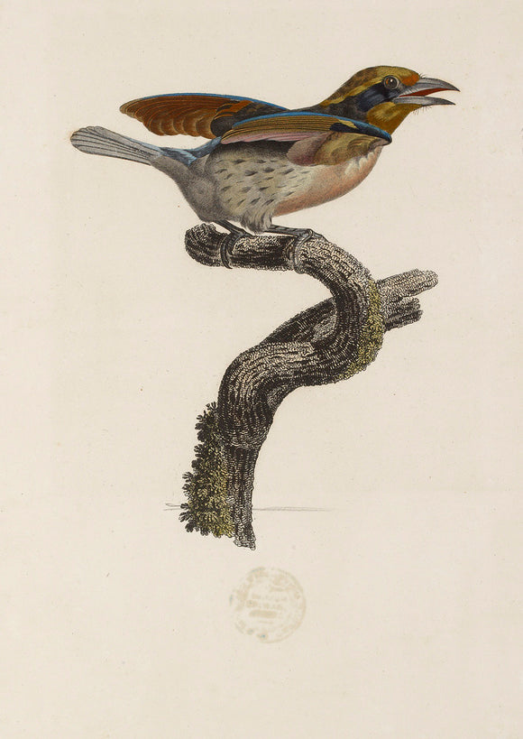 Barbu de la Guyane, Seconde Variété, c. 1806