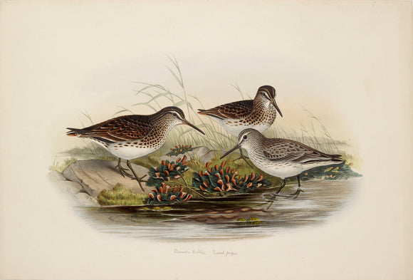 Broad-billed Sandpiper