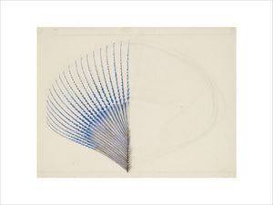 Enlarged Drawing of the Extremity of a Kingfisher's Wing Feather