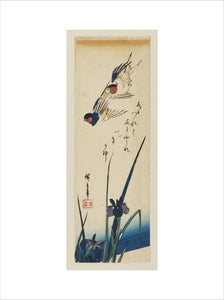 Two swallows flying over irises; yellow edging