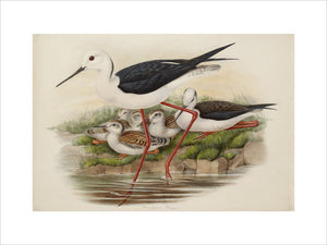 Long-legged Plover
