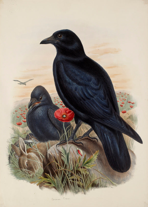 Carrion-Crow