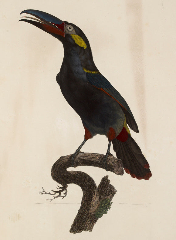 A male Guianan Toucanet